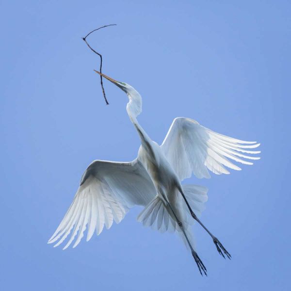 Mexico Great egret flying with nesting material